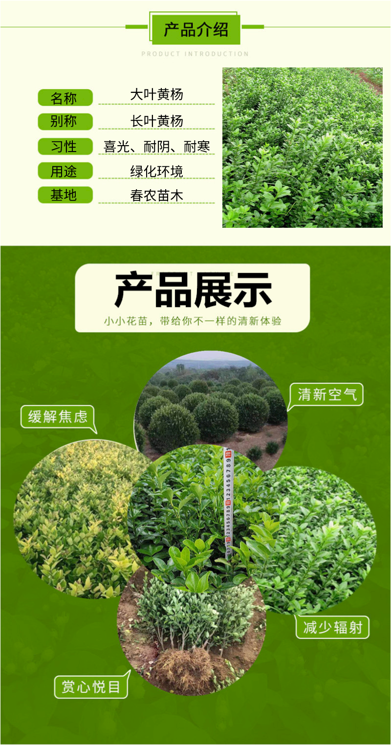 大叶黄杨
