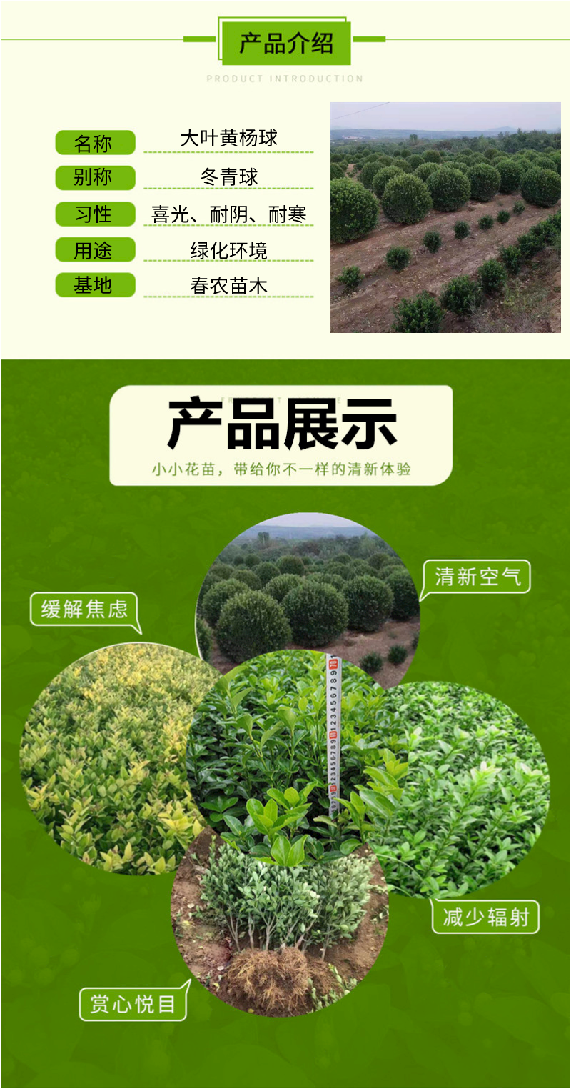 冬青球