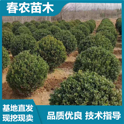 冬青球价格 春农苗木 基地直发 技术指导