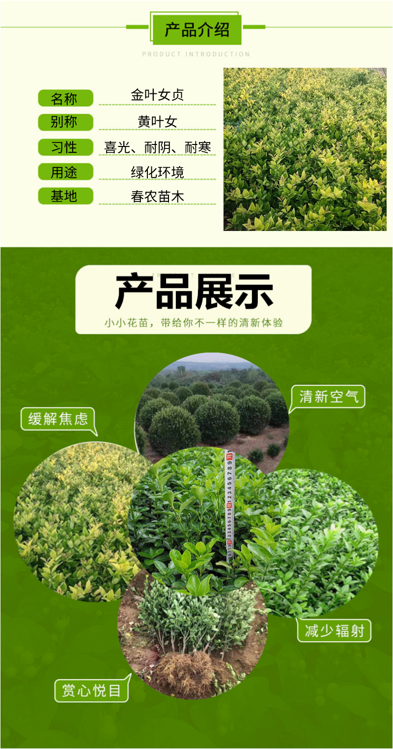 金叶女贞