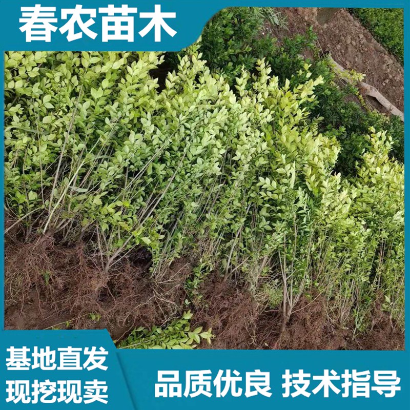 金叶女贞基地 春农苗木 基地直发 技术指导