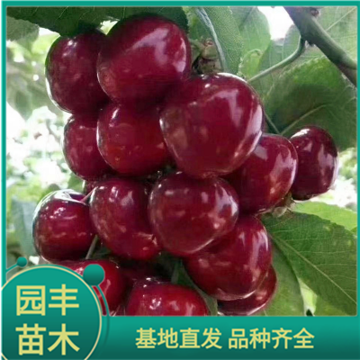 樱桃种苗 园丰苗木 基地直发 品种齐全