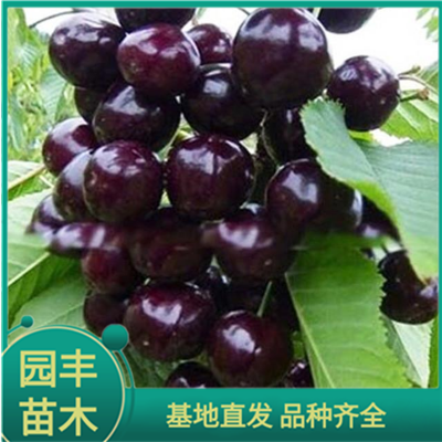黑珍珠樱桃苗 园丰苗木 基地直发 品种齐全