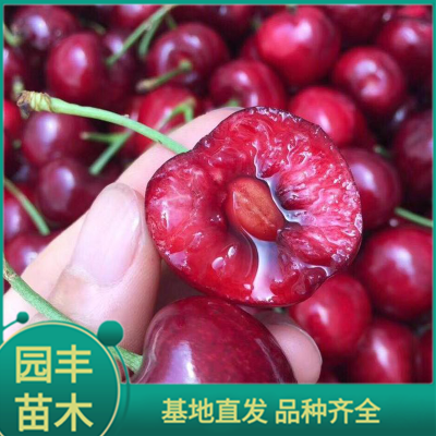 樱桃树苗 园丰苗木 基地直发 品种齐全