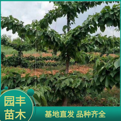 樱桃苗圃 园丰苗木 基地直发 品种齐全