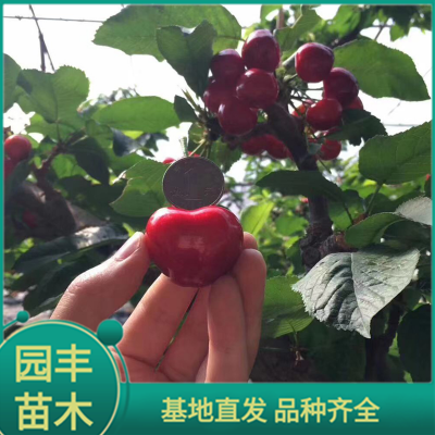 冰糖樱樱桃苗 园丰苗木 基地直发 品种齐全