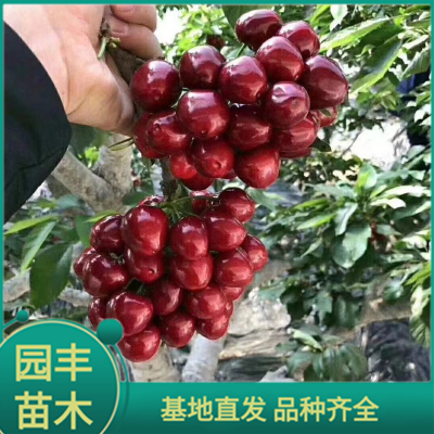 吉塞拉矮化樱桃苗 园丰苗木 基地直发 品种齐全