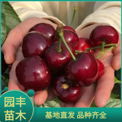 樱桃苗基地 园丰苗木 基地直发 品种齐全