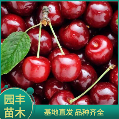 sd大樱桃苗 园丰苗木 基地直发 品种齐全