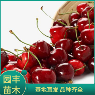 樱桃苗木 园丰苗木 基地直发 品种齐全