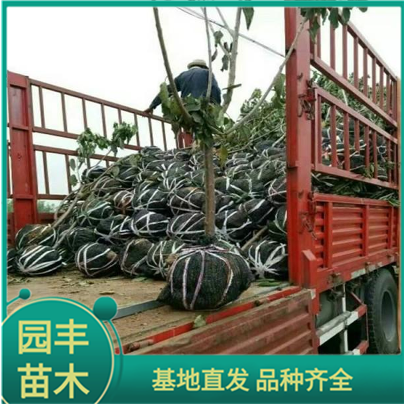 1年樱桃苗 园丰苗木 基地直发 品种齐全