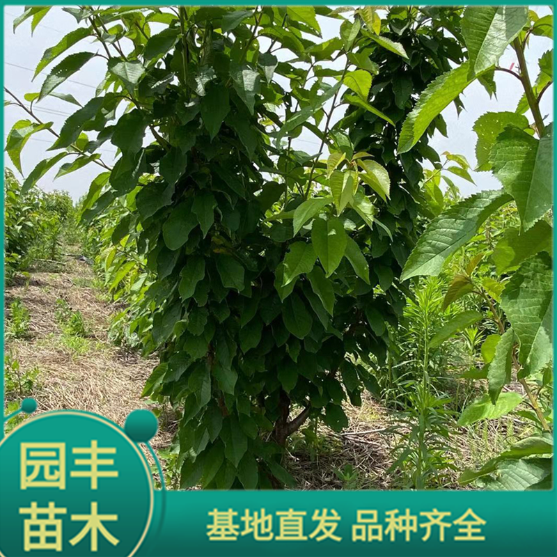 3年樱桃苗 园丰苗木 基地直发 品种齐全