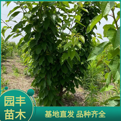 3年樱桃苗 园丰苗木 基地直发 品种齐全
