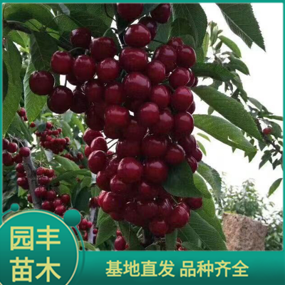 樱桃苗 园丰苗木 基地直发 品种齐全