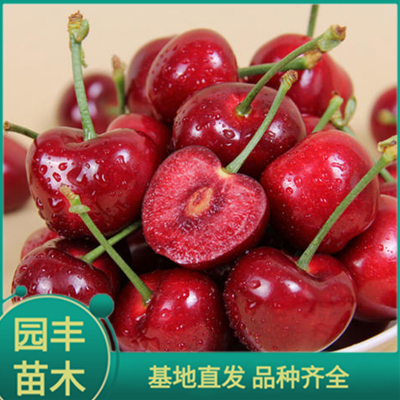 sx樱桃苗 园丰苗木 基地直发 品种齐全