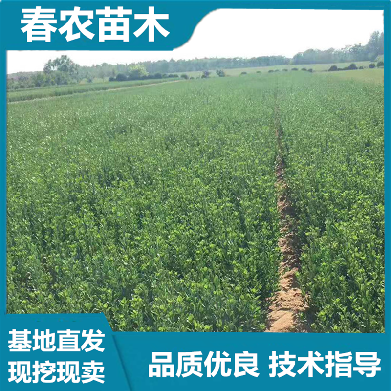大叶黄杨绿篱 春农苗木 基地直发 技术指导