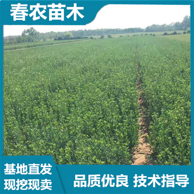 大叶黄杨绿篱 春农苗木 基地直发 技术指导