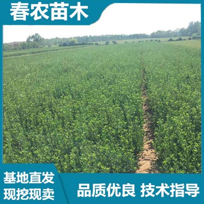 冬青苗价格 春农苗木 基地直发 技术指导