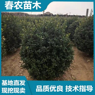 冬青球批发 春农苗木 基地直发 技术指导