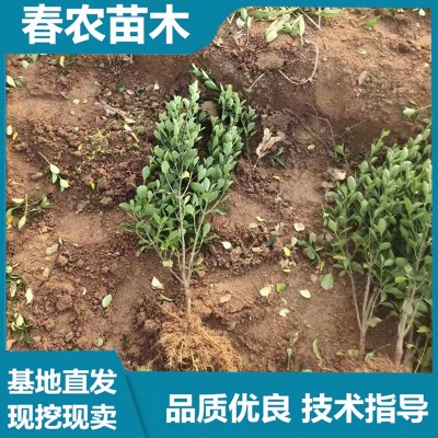 冬青苗厂家 春农苗木 基地直发 技术指导