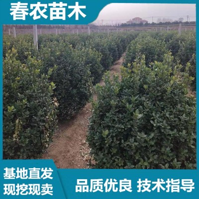 冬青球厂家 春农苗木 基地直发 技术指导
