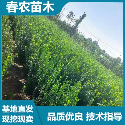 冬青毛球 春农苗木 基地直发 技术指导