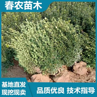 大叶黄杨毛球 春农苗木 基地直发 技术指导